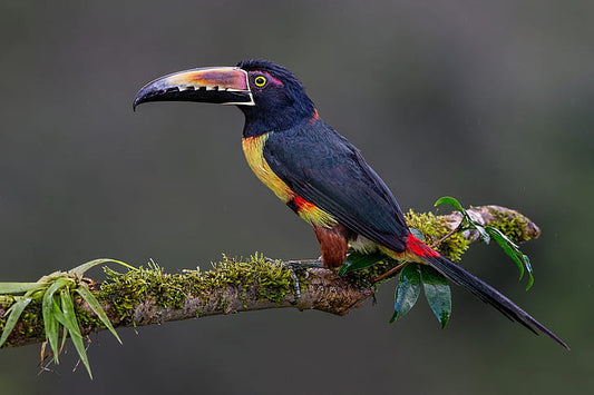 Aracari Bird