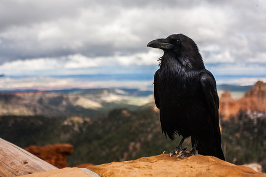 Raven – Guatemala Ethiopia Coffee Blend | Dark Roast