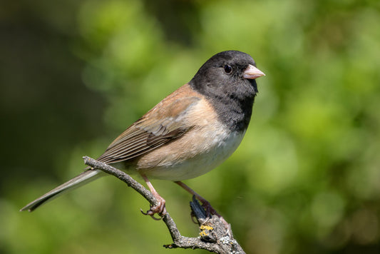 Junco – Light Medium Roast Coffee Blend | Guatemala & Ethiopia